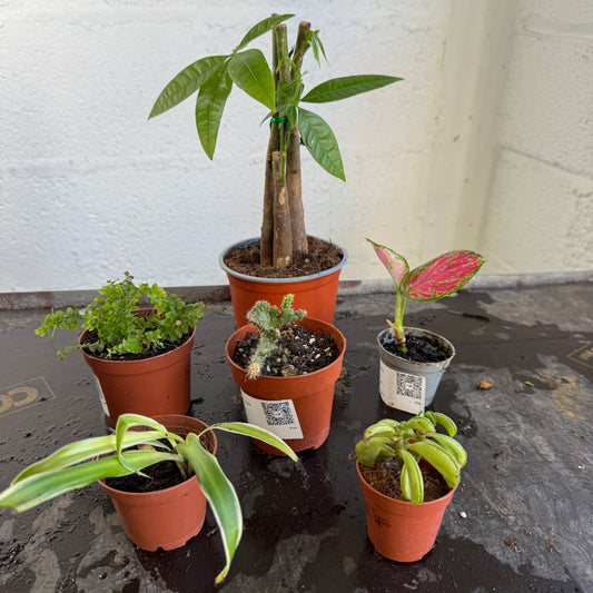 Rescue Me! Box 4 | Clearance Plants