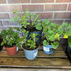Garden Rescue Me! Box 3