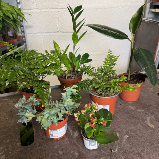 Rescue Me! Box 6 | Perfect Plants for Under £50