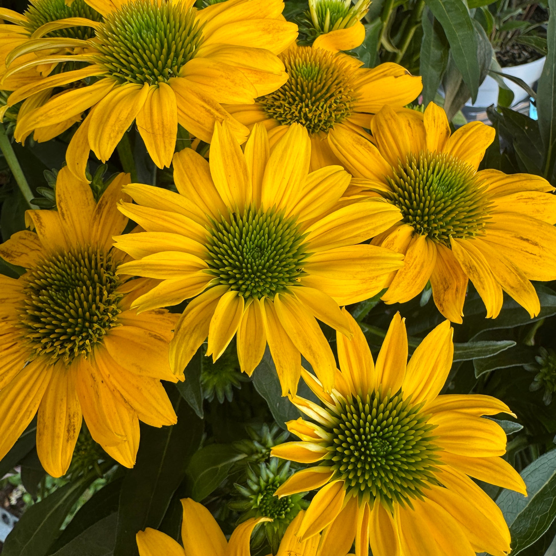 Echinacea | Sunny | Outdoor Plant