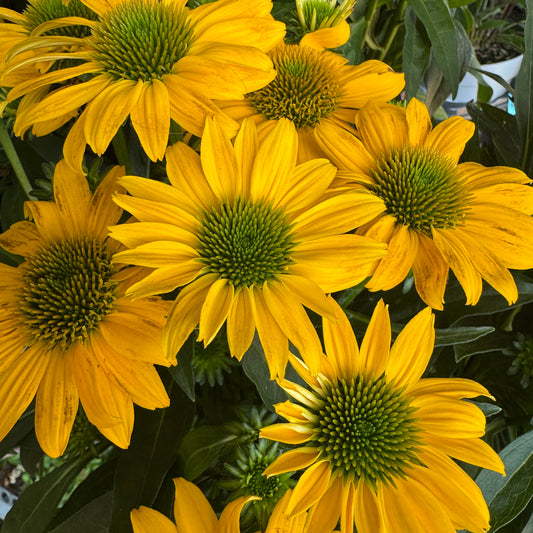 Echinacea | Sunny | Outdoor Plant | Outdoor Plants