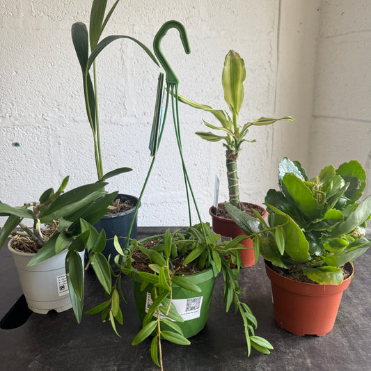 Rescue Me! Box 46 | Perfect Plants for Under £50