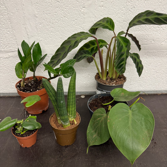 Rescue Me! Box A | Indoor Plants On Sale