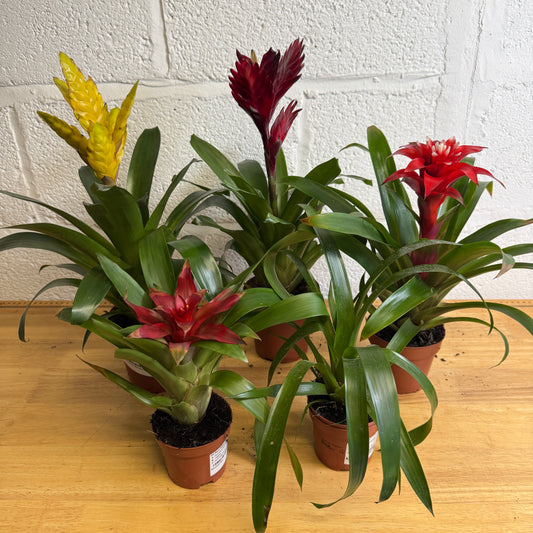 Rescue Me! Box L | Indoor Plants On Sale