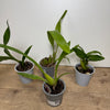 Speciality Orchid Rescue Me! Box 17