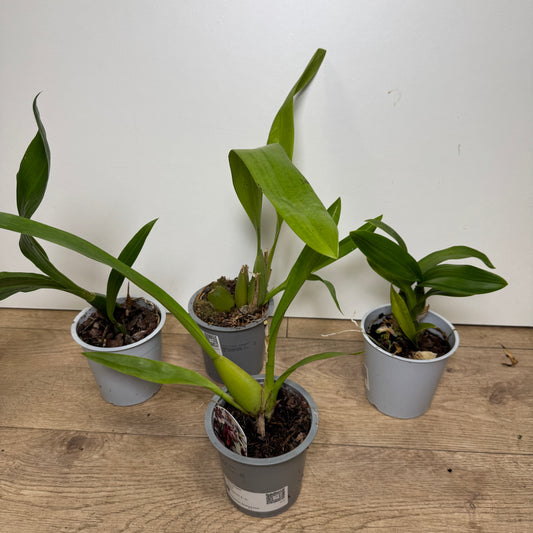 Speciality Orchid Rescue Me! Box 17 | Last Chance!