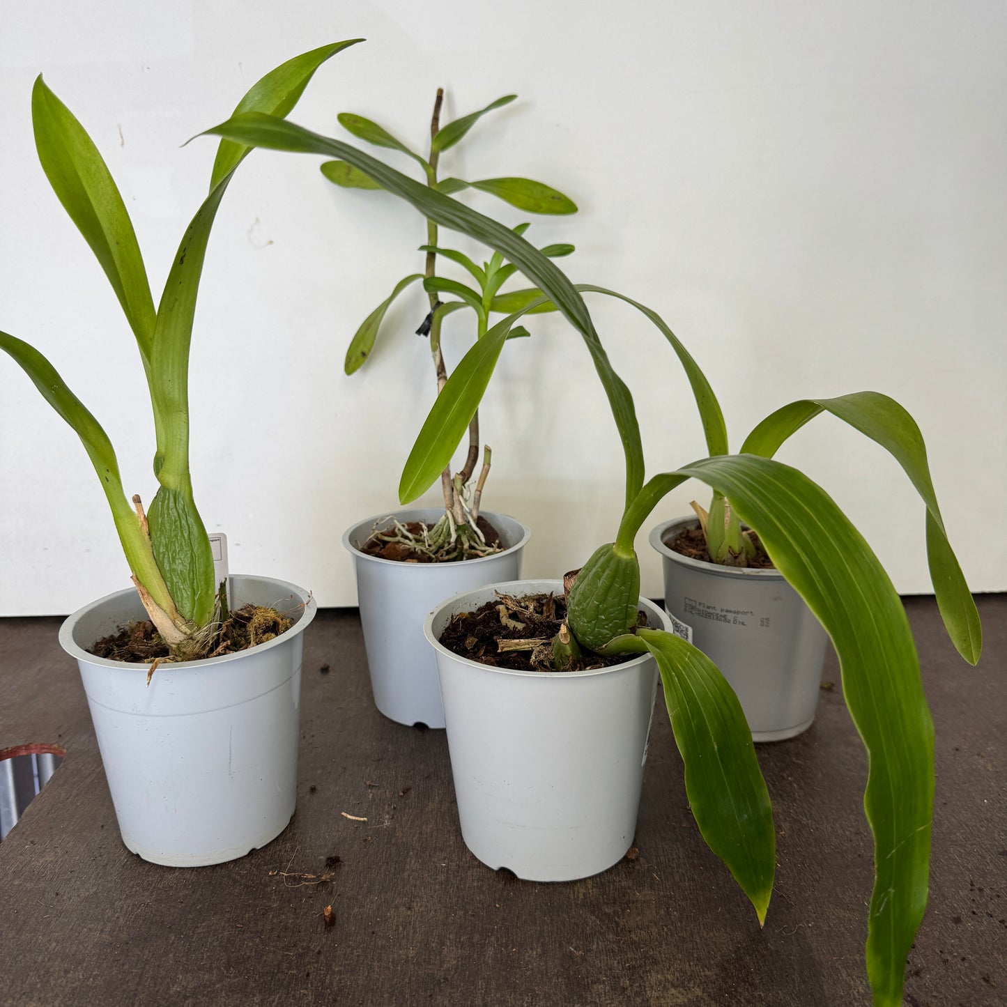 Speciality Orchid Rescue Me | Box K