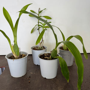 Speciality Orchid Rescue Me | Box K - Indoor Plant
