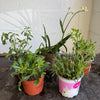 Garden Rescue Me! Box 14