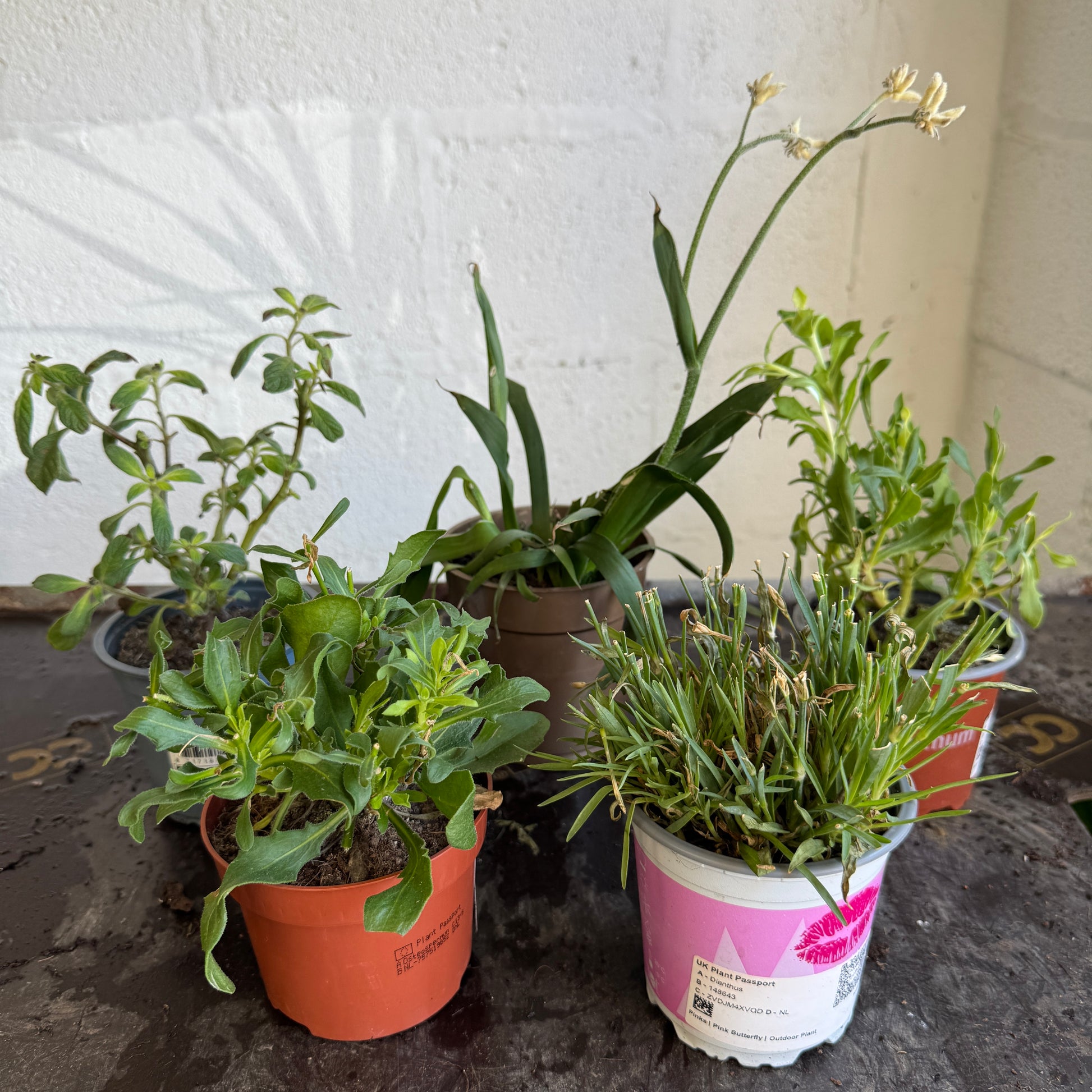Garden Rescue Me! Box 14