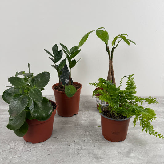 Rescue Me! Box G | Perfect Plants for Under £50