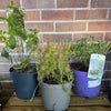 Garden Rescue Me! Box 7