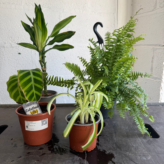 Rescue Me! Box 1 | Perfect Plants for Under £50