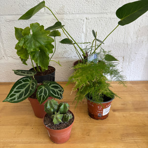 Rescue Me! Box O - Indoor Plant