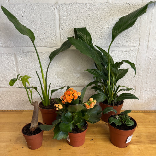 Rescue Me! Box S | Perfect Plants for Under £50