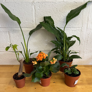 Rescue Me! Box S - Indoor Plant
