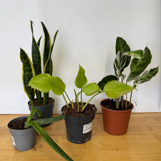 Rescue Me! Box Q | Indoor Plants On Sale