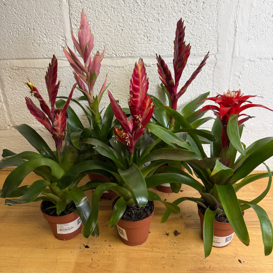 Rescue Me! Box M | Indoor Plants On Sale