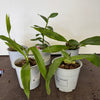 Speciality Orchid Rescue Me | Box J