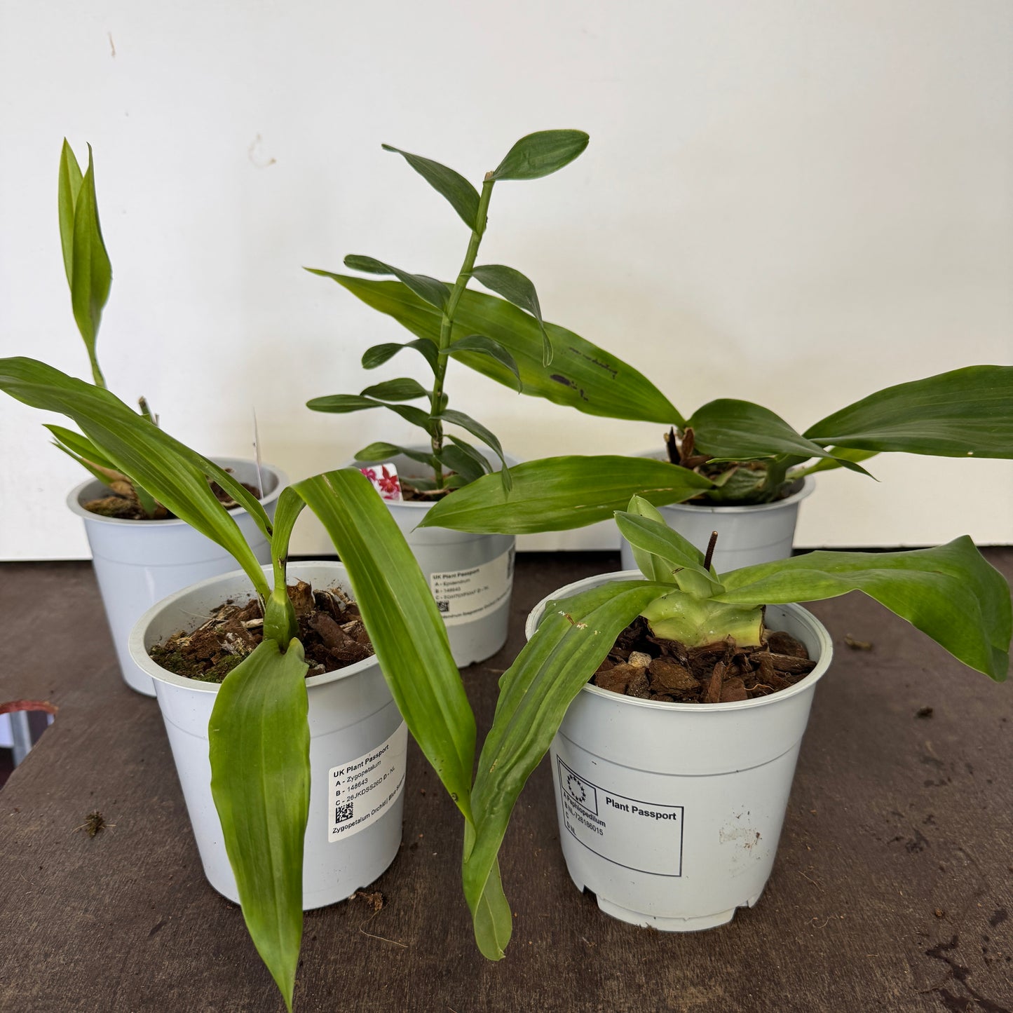 Speciality Orchid Rescue Me | Box J