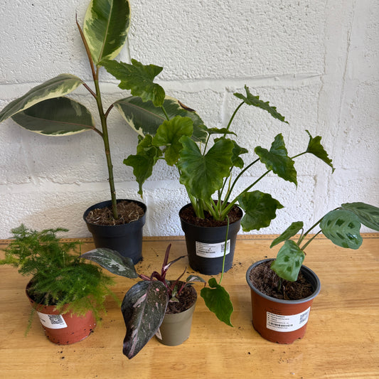 Rescue Me! Box C | Perfect Plants for Under £50