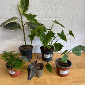 Rescue Me! Box C - Indoor Plant