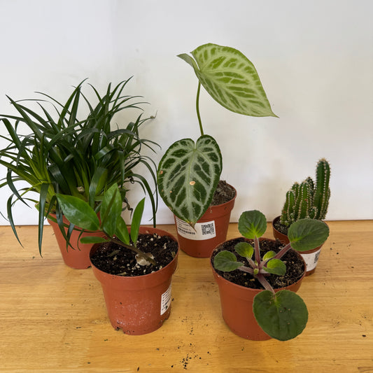 Rescue Me! Box C | Indoor Plants On Sale