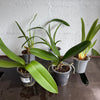 Speciality Orchid Rescue Me! Box 41