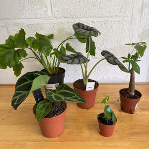 Rescue Me! Box F - Indoor Plant