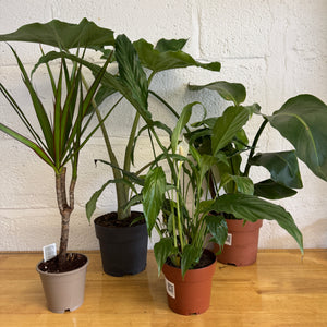 Rescue Me! Box G - Indoor Plant