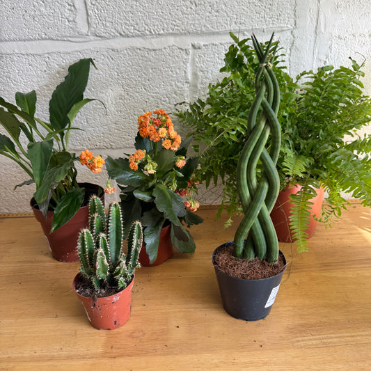 Rescue Me! Box 7 | Perfect Plants for Under £50