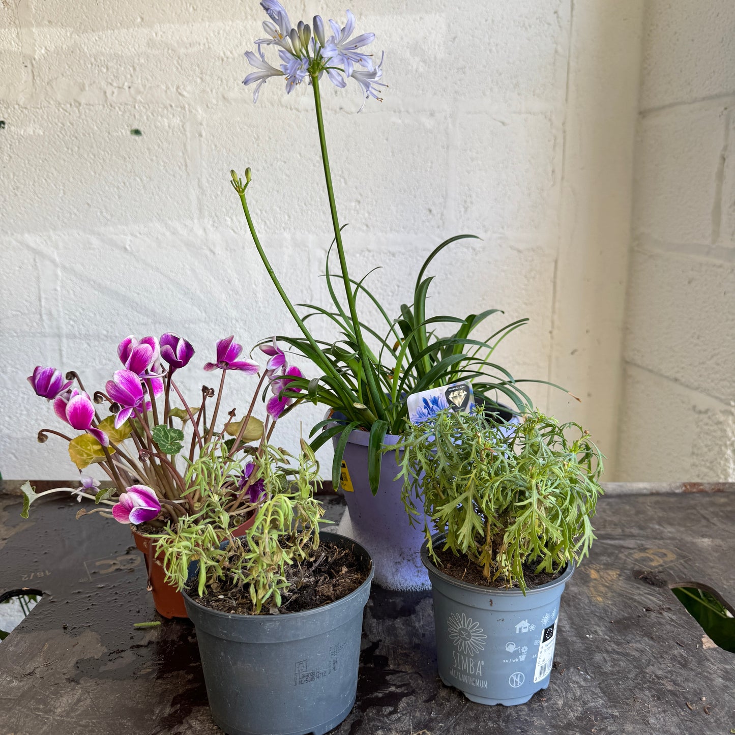 Garden Rescue Me! Box 11