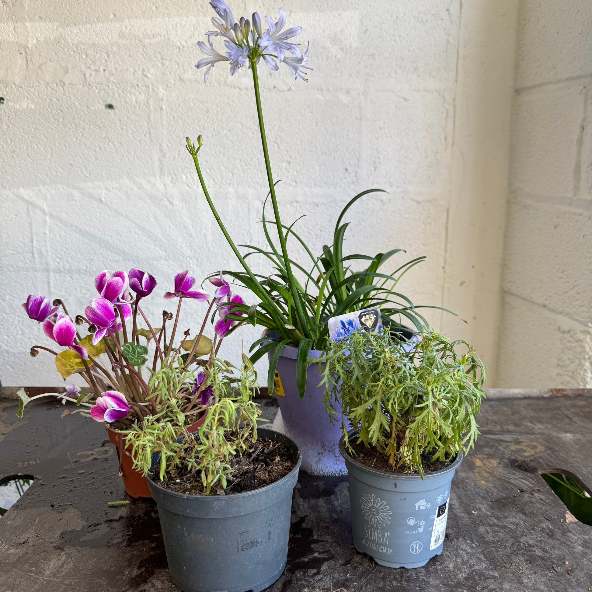 Garden Rescue Me! Box 11