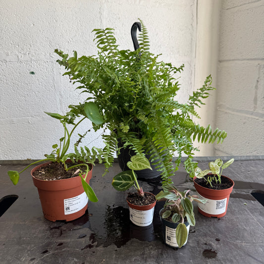 Rescue Me! Box 13 | Perfect Plants for Under £50
