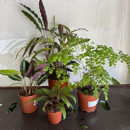 Rescue Me! Box 47 | Indoor Plants On Sale