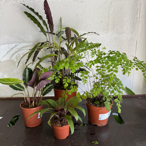 Rescue Me! Box 47 - Indoor Plant