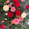 Flowering Rose | Rainbow