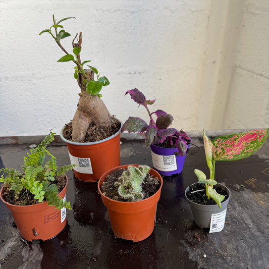 Rescue Me! Box 3 | Clearance Plants