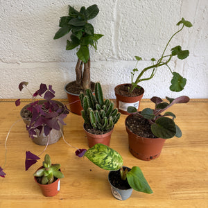Rescue Me! Box W - Indoor Plant