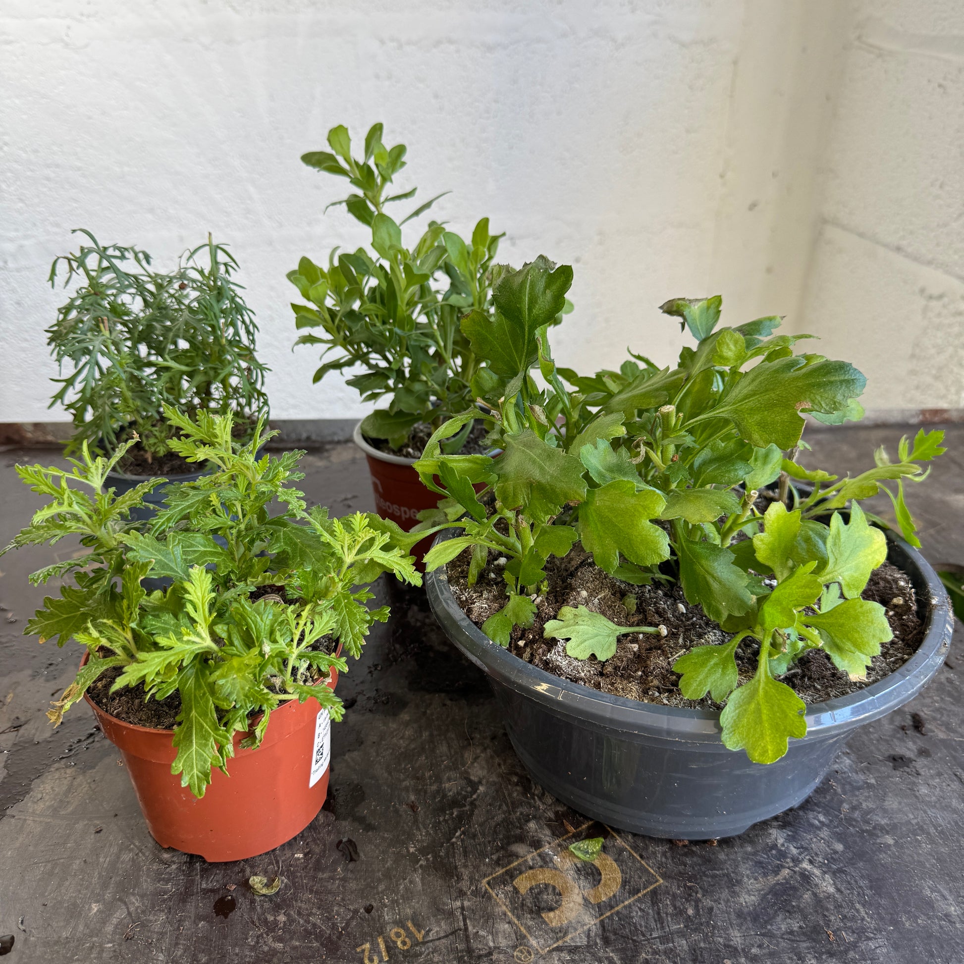 Garden Rescue Me! Box 5