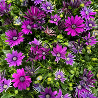 African Daisy | Purple | Outdoor Plant