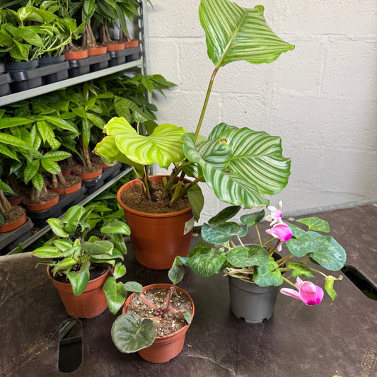 Rescue Me! Box 3 | Perfect Plants for Under £50