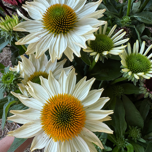 Echinacea | Sunmagic Vintage Pearl White | Outdoor Plant | Outdoor Plants