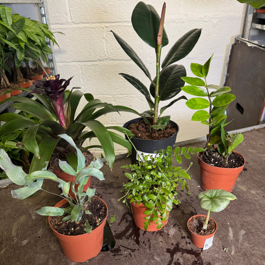 Rescue Me! Box 8 | Perfect Plants for Under £50