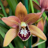 Cymbidium Orchid | Totorri Orange