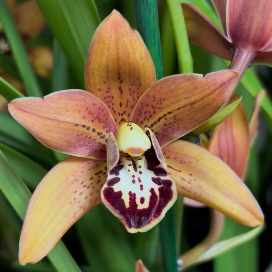 Cymbidium Orchid | Totorri Orange | 