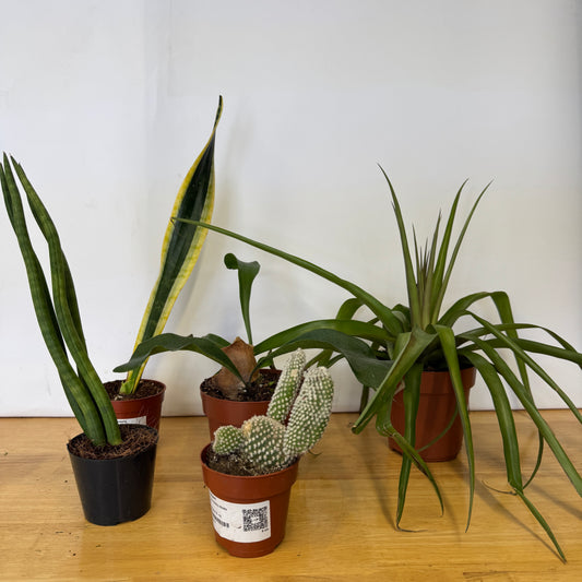 Rescue Me! Box F | Indoor Plants On Sale
