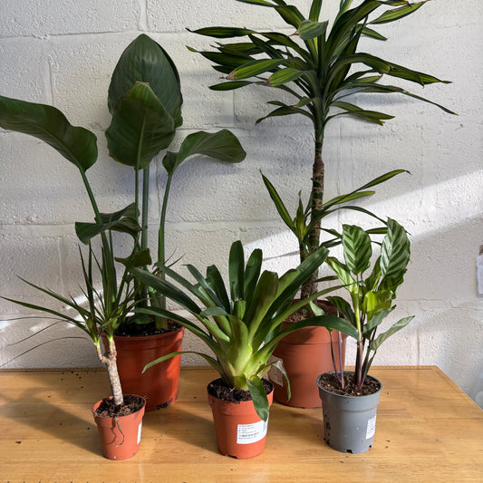 Rescue Me! Box 5 | Indoor Plants On Sale