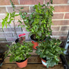 Garden Rescue Me! Box 17