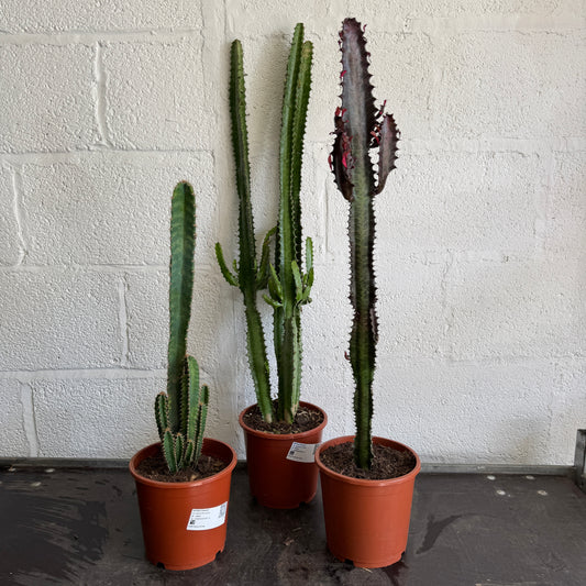 XL Rescue Me! Box 6 | Clearance Plants